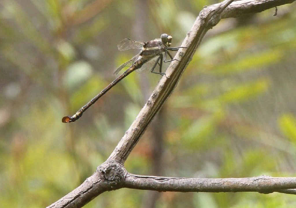 UNDER THREAT: The endangered Coastal Petaltail Dragonfly at Gilmores Lane wetland, near Tyndale. Photo: F. Forest UNDER THREAT: The endangered Coastal Petaltail Dragonfly at Gilmores Lane wetland, near Tyndale. Photo: F. Forest